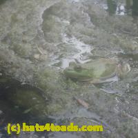 /home//u458753944/public_html/sourcegallery///Frogs/More bullfrogs/P7150853.JPG